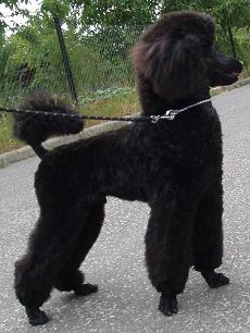 bosco