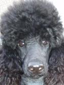 Bosco