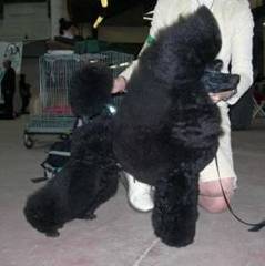 image004